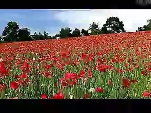 散步莫怀威初一课后题答案